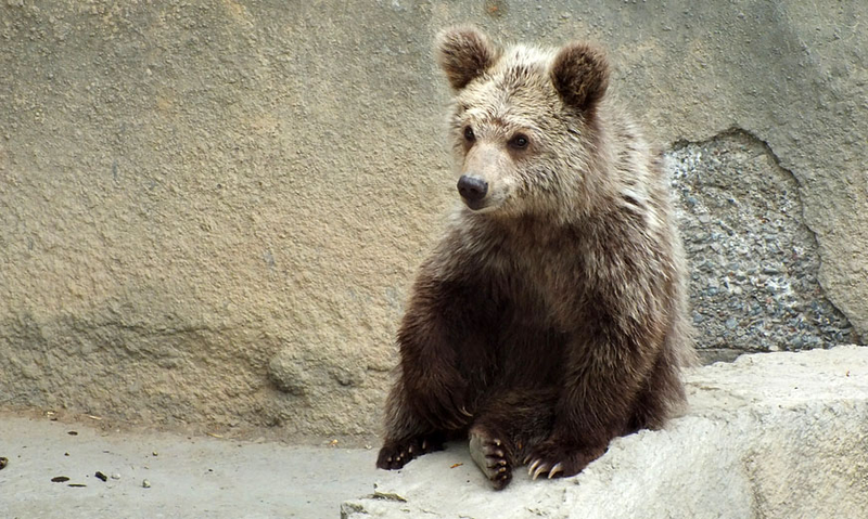 Illustration for article titled El pelo que atribuían al mítico Yeti en realidad es de oso pardo